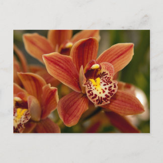 Orange Orchid Flowers Postcard
