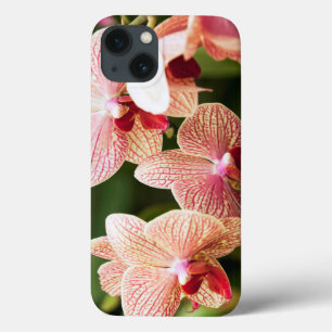 Orange Orchid Hybrid, South Africa iPhone 13 Case