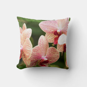 Orange Orchid Hybrid, South Africa Cushion