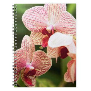 Orange Orchid Hybrid, South Africa Notebook