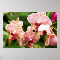 Orange Orchid Hybrid, South Africa