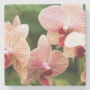 Orange Orchid Hybrid, South Africa Stone Coaster