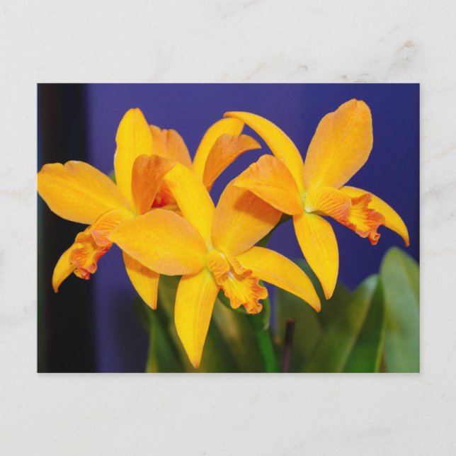 Orange Orchids on Purple Background Postcard (Front)
