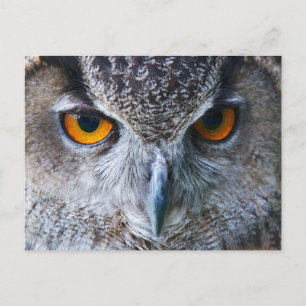 Orange Owl Eyes photography Postcard