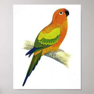 Orange Parrot No.10 Antique Bird Print
