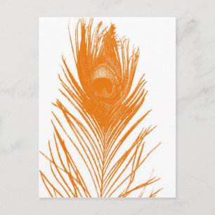 Orange Peacock Feather Postcard