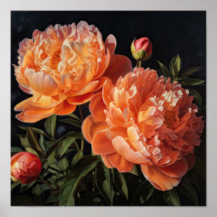 Orange Peonies Flower Art Print Poster