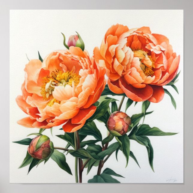Orange Peonies Flower Art Print Poster (Front)