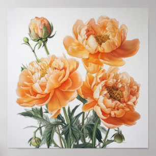 Orange Peonies Flower Art Print Poster