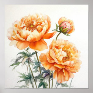Orange Peonies Flower Art Print Poster