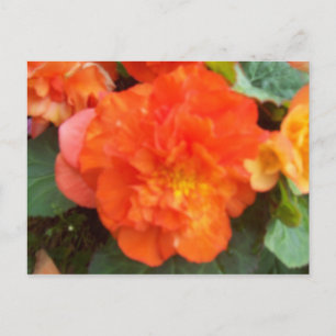 Orange Peony Postcard
