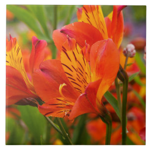 Orange Peruvian Lily Ceramic Tile