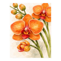 Orange Phalaenopsis Orchid Botanical Watercolor