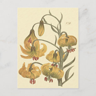 Orange Pompone Lily Botanical Illustration Postcard