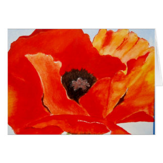 Orange Poppy