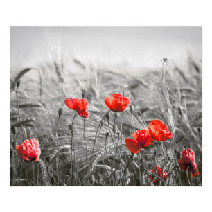 Orange Poppy Flower Field Minimalist Photography Photo Print