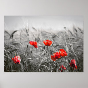 Orange Poppy Flower Field Minimalist Photography Poster