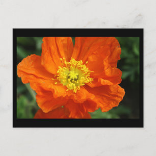 Orange Poppy Flower Post Card