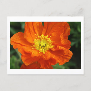 Orange Poppy Flower Postcards