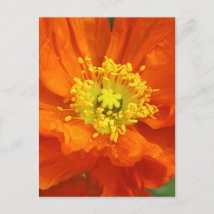 Orange Poppy Flower Postcards