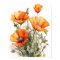 Orange Poppy Flowers Art Print Poster