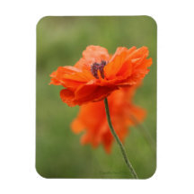 Orange Poppy 