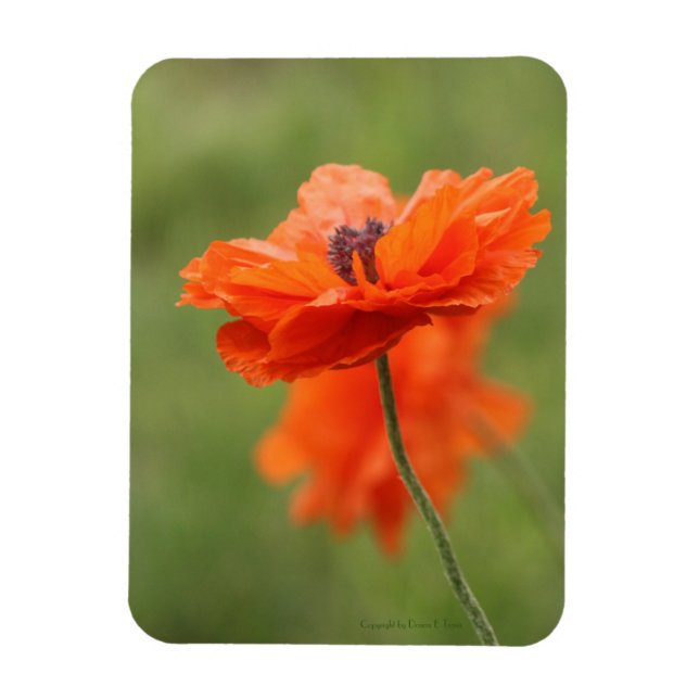 Orange Poppy  Magnet (Vertical)