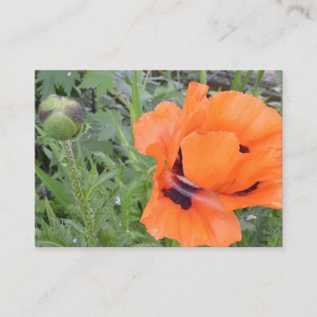 Orange Poppy Postcard (Front)