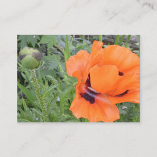 Orange Poppy Postcard