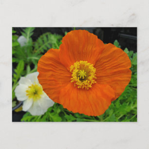 Orange Poppy Postcard