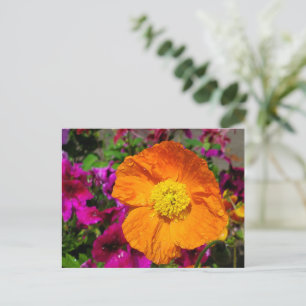 Orange Poppy postcard