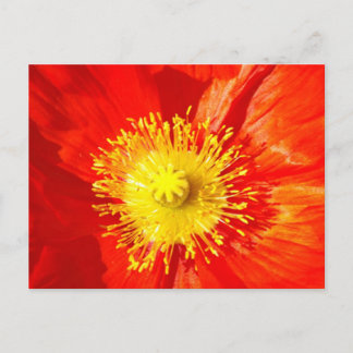 Orange Poppy Postcard