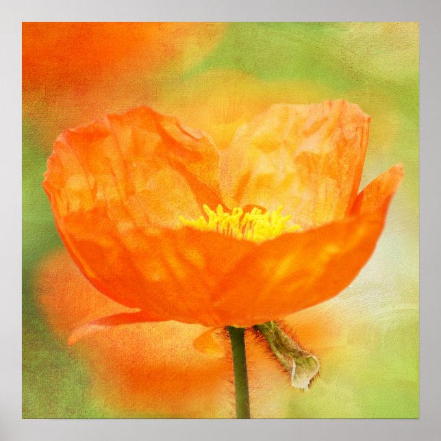 Orange Poppy Poster (Front)