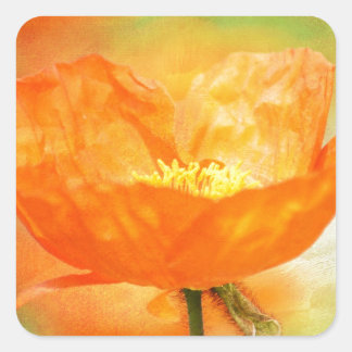 Orange Poppy Square Sticker