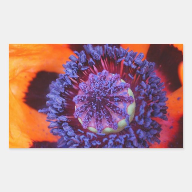 Orange Poppy Up Close Rectangular Sticker (Front)