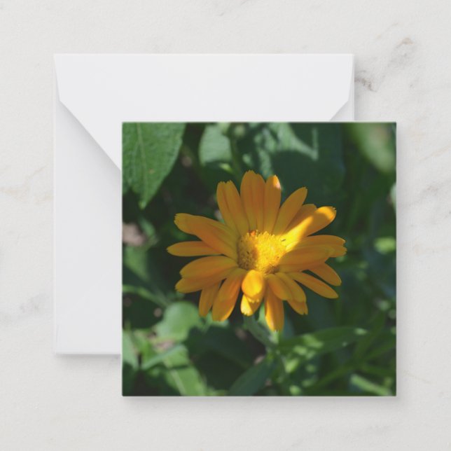 Orange Pot Marigold Flower (Calendula officinalis) Card (Front)