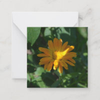 Orange Pot Marigold Flower (Calendula officinalis)