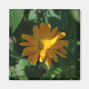 Orange Pot Marigold Flower (Calendula officinalis) Magnet