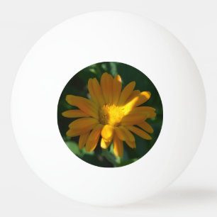 Orange Pot Marigold Flower (Calendula officinalis) Ping Pong Ball
