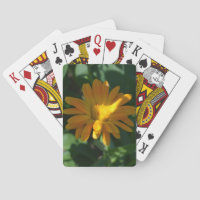 Orange Pot Marigold Flower (Calendula officinalis)