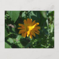 Orange Pot Marigold Flower (Calendula officinalis)