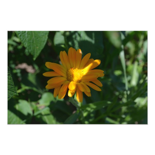 Orange Pot Marigold Flower Personalised Photo Print (Front)