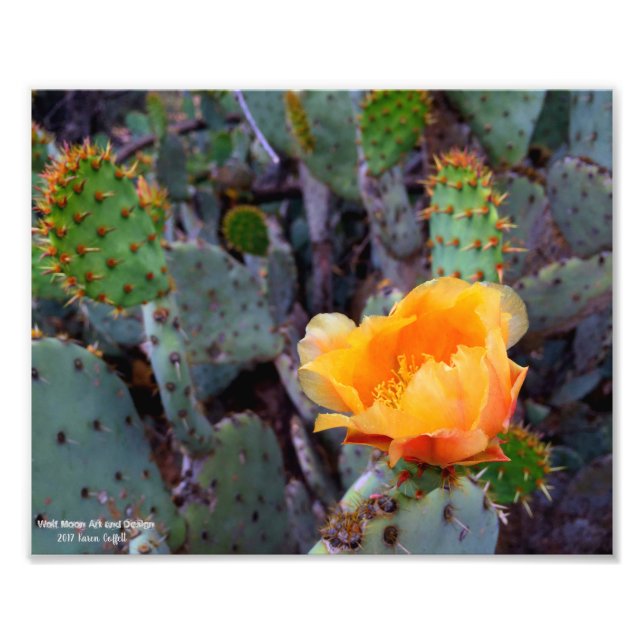 Orange Prickly Pear Cactus Flower Blossom Photo Print (Front)