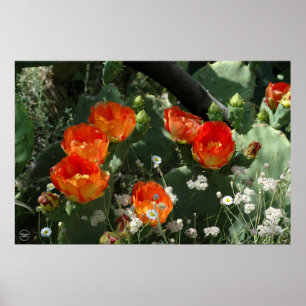 Orange Prickly Pear Cactus Flower Poster