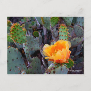 Orange prickly pear opuntia cactus blossom photo postcard