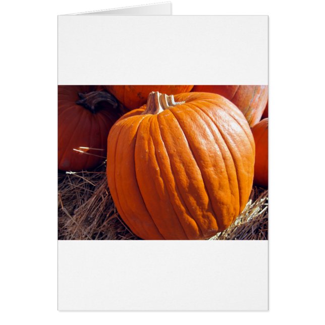 Orange Pumpkin (Front)