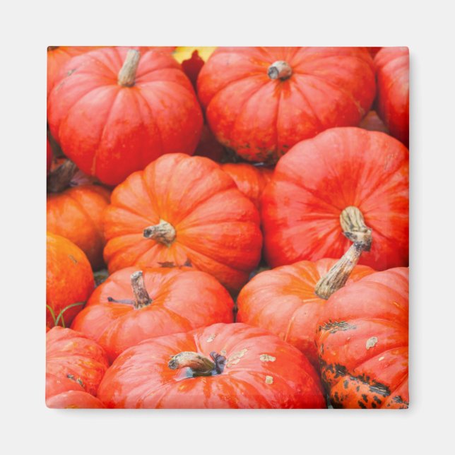 Orange pumpkins at market, Germany Magnet (Front)