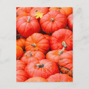 Orange pumpkins at market, Germany Postcard