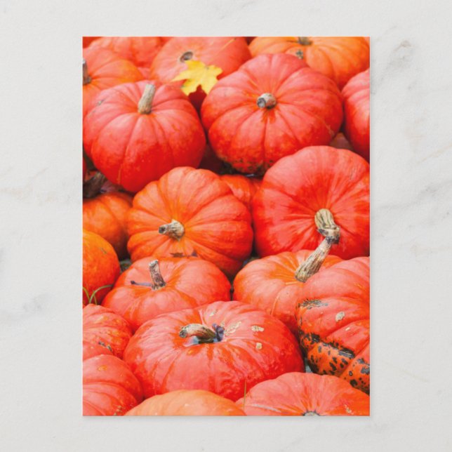 Orange pumpkins at market, Germany Postcard (Front)