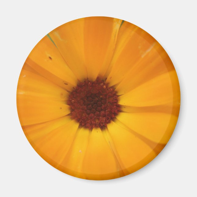 Orange Rain Daisy Magnet (Front)